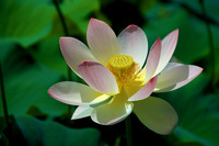 The Lotus Pond