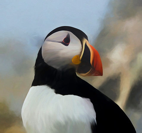 Puffin, Machias Seal Island